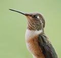 Rufous Hummingbird Royalty Free Stock Photo