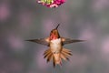 Rufous Hummingbird Royalty Free Stock Photo
