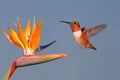 Rufous Hummingbird and Bird of Paradise