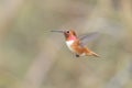Rufous hummingbird Royalty Free Stock Photo