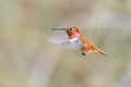 Rufous hummingbird Royalty Free Stock Photo
