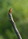 Rufous Hummingbird - Selasphorus rufus Royalty Free Stock Photo