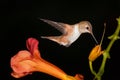 Rufous Hummingbird drinking from trumpet vine