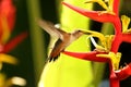Rufous Hummingbird Royalty Free Stock Photo