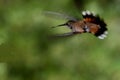 Rufous hummingbird in flight Royalty Free Stock Photo