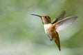 Rufous Hummingbird in Flight
