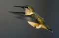 Rufous Hummingbird hovers in flight Royalty Free Stock Photo