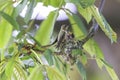 Rufous hummingbird nest Royalty Free Stock Photo