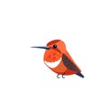 Rufous Hummingbird is one of seven species in the genus Selasphorus. Orange small bird Cartoon flat style beautiful