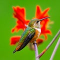 Rufous hummingbird resting against a red and green background Royalty Free Stock Photo