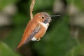 Rufous Hummingbird (Selasphorus rufus)