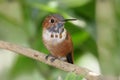 Rufous Hummingbird (Selasphorus rufus) Royalty Free Stock Photo