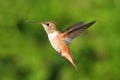 Rufous Hummingbird (Selasphorus rufus) Royalty Free Stock Photo