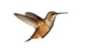 Rufous Hummingbird (Selasphorus rufus)