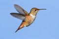 Rufous Hummingbird (Selasphorus rufus)