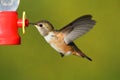 Rufous Hummingbird (Selasphorus rufus) Royalty Free Stock Photo