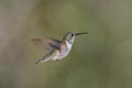 Rufous Hummingbird (Selasphorus rufus)