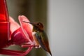 Rufous Hummingbird Selasphorus rufus at a bird feeder with light background, with red head and chest, black wings and green back Royalty Free Stock Photo