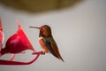 Rufous Hummingbird Selasphorus rufus at a bird feeder with light background, with red head and chest Royalty Free Stock Photo