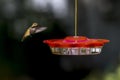 A Rufous Hummingbird Selasphorus rufus at a Hummingbird Feeder in Stop Action Flight Hoovering Royalty Free Stock Photo