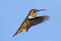 Rufous Hummingbird (Selasphorus rufus)