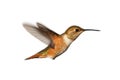 Rufous Hummingbird (Selasphorus rufus) Royalty Free Stock Photo