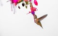 Rufous hummingbird ` Selasphorus rufus`
