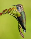 Rufous hummingbird standing on an unopened crocosmia flower Royalty Free Stock Photo