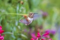 Rufous Hummingbird sucks nectar in flighting