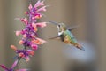 Rufous Hummingbird sucks nectar in flighting