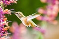 Rufous Hummingbird sucks nectar in flighting