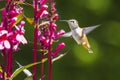 Rufous Hummingbird sucks nectar in flighting