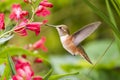 Rufous Hummingbird sucks nectar in flighting