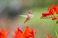 Rufous Hummingbird sucks nectar in flighting