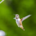 Rufous Hummingbird sucks nectar in flighting