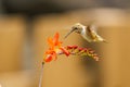 Rufous Hummingbird sucks nectar in flighting