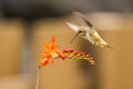 Rufous Hummingbird sucks nectar in flighting