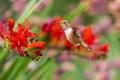 Rufous Hummingbird sucks nectar in flighting