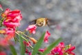 Rufous Hummingbird sucks nectar in flighting