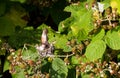 Rufous Hummingbird Royalty Free Stock Photo