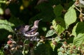 Rufous Hummingbird Royalty Free Stock Photo