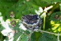 Rufous Hummingbird Royalty Free Stock Photo