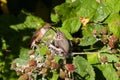 Rufous Hummingbird Royalty Free Stock Photo