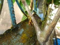 Rufous-Legged Grasshopper on Garlic Vine Stem Royalty Free Stock Photo