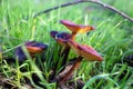 Rufous Milkcap toadstool & x28;Lactarius rufus& x29; Royalty Free Stock Photo