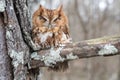 Rufous morph Eastern Screech Owl, Georgia USA Royalty Free Stock Photo