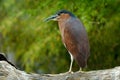 Rufous nankeen night heron, Nycticorax caledonicus, grey brown water bird sitting on the branch above the water, Australia. Royalty Free Stock Photo