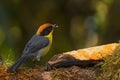 Rufous-naped Brush-finch - Atlapetes rufinucha Royalty Free Stock Photo