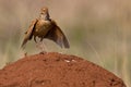Rufous-naped Lark Royalty Free Stock Photo