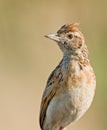 Rufous Naped Lark Royalty Free Stock Photo